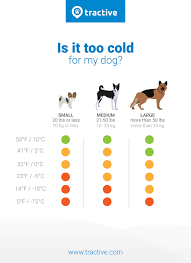 How Cold Is Too Cold For Dogs Find Out Now Tractive Blog