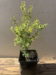 Image result for Buxus acutata