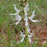 Image result for Ocimum filamentosum