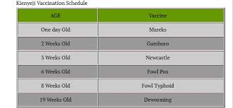 Improved Kienyeji Chicken Vaccination Schedule Neochicks