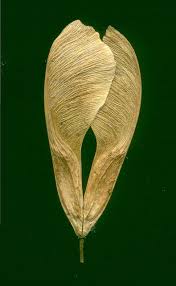 04191 Box Elder 1500 Seed Pods Dry Plants Planting Flowers