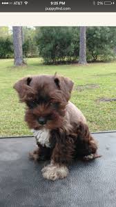Black And White Miniature Schnauzer The New Baby A Liver And White Miniature Schnauzer Miniature Schnauzer Schnauzer Puppy Schnauzer