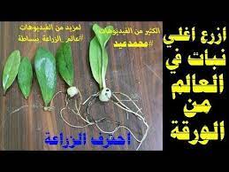 استنساخ النباتات من ورقة اى نبات استنسخ نباتات جديدة ضاعف نباتاتك ومزروعاتك ببلاش youtube philodendron plant agriculture plants
