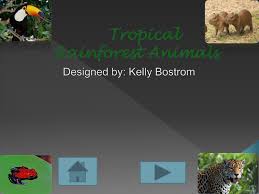 Animals belonging to the tropical rainforest biome go in this category. Ppt Tropical Rainforest Animals Powerpoint Presentation Free Download Id 2105891