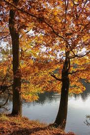 free image on pixabay two oaks at the lake autumn idyll background images fall foliage background pinterest