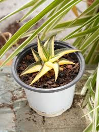 Image result for Haworthia limifolia
