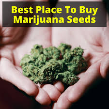 Ergo, their processes are efficient, which lets them keep prices affordable. Best Place To Buy Marijuana Seeds Safe Online Seed Banks Grow Light Info