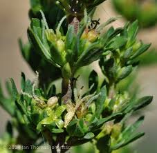 Image result for Anthospermum