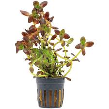 Image result for Bacopa hamiltoniana