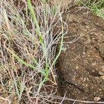 Image result for Albuca virens