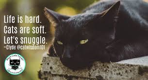 The black cat, one of edgar allan poe's most memorable stories, is a classic example of the gothic literature genre that debuted in the saturday evening post on august 19, 1843. Black Cat Wisdom Quote Cat Wisdom 101 Everything Feline Since 2011