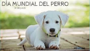 Mamá, mi primer y eterno amor, gracias por ser lo único que tuve por mucho tiempo y nunca rendirte. Feliz Dia Mundial Del Perro 21 De Julio Las Noticias De Chihuahua Entrelineas
