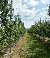 Planting trees in the commonwealth of pennsylvania will depend a lot on where in the state you live. Pear Potential In Pennsylvania Good Fruit Grower