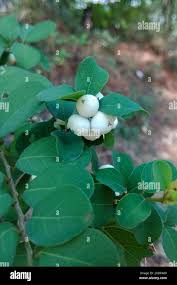 Image result for Flueggea