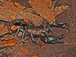 P hillip brownell, oregon state university zoology dept. Heterometrus Spinifer Wikipedia