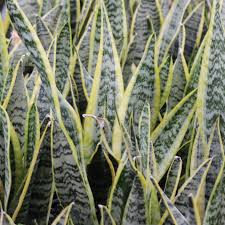 Image result for Sansevieria trifasciata