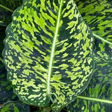 Dieffenbachia Reflector 27cm Cowell S Garden Centre Woolsington
