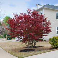 The coral bark has lovely green leaves that turn golden yellow to orange in fall. Emperor Japanese Maples For Sale Brighterblooms Com