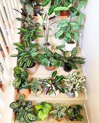 Everything About Growing Calathea Indoors Calathea Plant Plant Decor Plants