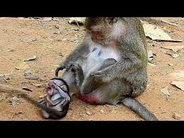 24 Deaf Ideas Deaf Alphabet Code Orangutan