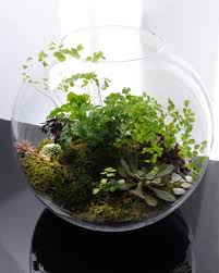 Beautiful Diy Plant Terrarium Ideas Ideas 250 In 2020 Terrarium Terrarium Plants Diy Plants