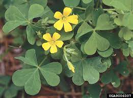 They can be food sources, however, through ethnobotanical study on traditional edible sour plants of bai nationality in dali area. What Are Sourgrass Plants Yellow Woodsorrel Benefits In Gardens