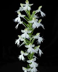 Image result for Habenaria tenuispica