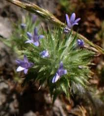 Image result for Blumea squarrosa