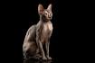 78 Most Popular Sphynx Cat Names - BuzzSharer