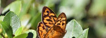 What flowers do butterflies like australia. Tips For Attracting Butterflies