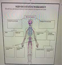 Solved Nervous System Worksheet Fill In The Boxes And Chegg Com