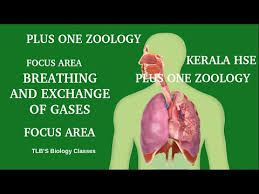 The kite victors channel online classes for the first year higher secondary students conducted for the past one year has been completed. Breathing And Exchange Of Gases Focus Area Plus One Zoology Kerala Higher Secndary Youtube