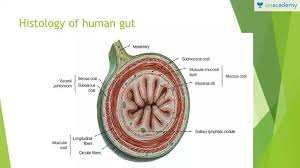 Maybe you would like to learn more about one of these? Neet Ug Histology Of Human Gut In Hindi Offered By Unacademy