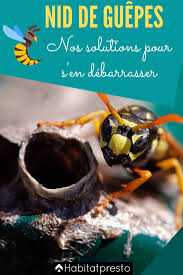 Nid De Guepes 4 Solutions Efficaces Pour S En Debarrasser En 2020 Guepe Nid De Guepes Repulsif Guepe