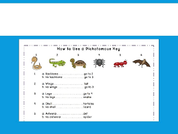 As you follow a dichotomous key, you choose the characteristics that best. Dichotomous Key Worksheet Norns