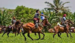 Kuda kawin jantan g3 betina kuda kpi. Tradisi Perang Pasola Di Sumba Barat Yang Mencengangkan