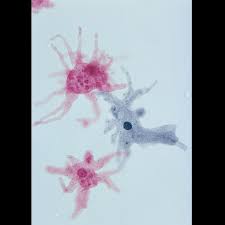 We did not find results for: Amoeba Proteus Slide W M Microscope Sample Slides Amazon Com Industrial Scientific