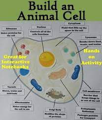 Animal Cell Organelles And Function Poster Animal Cell Animal Cell Project Cell Organelles