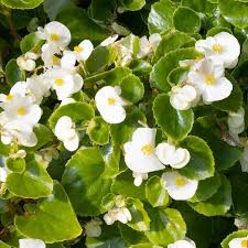 Image result for begonia semperflorens