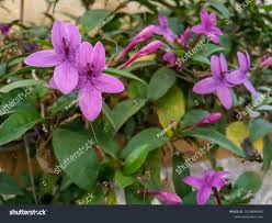 Image result for Eranthemum laxiflorum