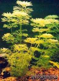 Image result for Limnophila crassifolia