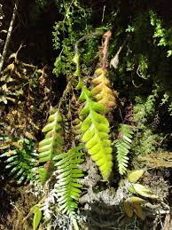 Image result for Grammitis cryptophlebia