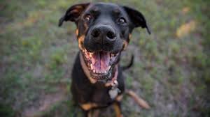 How to stop dog barking at visitors. Dog Language How To Decode Dog Barking Bechewy