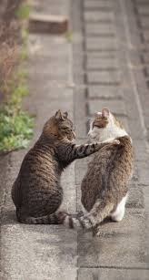Dude There Is A Good Woman Out There And She Is In Front Of You The Whole Time And Don T Realize It Dude Go Tell Her How You Fe Cute Animals