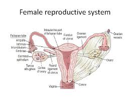 To serve as a barrier for the internal structures against infections. Maternity Male Reproductive System Consists Of Those Organs