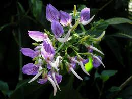 Image result for Brillantaisia pubescens