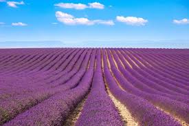 《 flowwow 》 best local flower shops near me in ! The Dreamiest Lavender Farms Around The World Reader S Digest