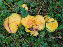 Image result for Suillus weaverae