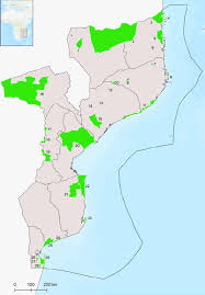 Image result for Stylochaeton tortispathus