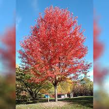 It lets you unwind to the magic of autumn coming up to life on the desktop as a string decorate your desktop with the falling leaves of autumn. Maple Tree Autumn Blaze B B 2 Caliper Alsip Home Nursery